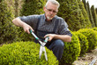 Gardener cuts a decorative shrub shears