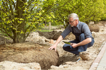 Gardener checks tree roots in garden shop