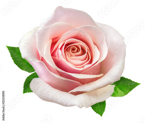Photo rose isolated on the white