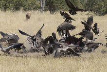 Vultures Feeding On Dead Cape Buffalo In Botswana