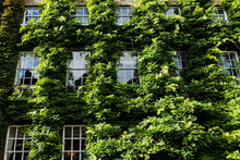 Wisteria Covered Building