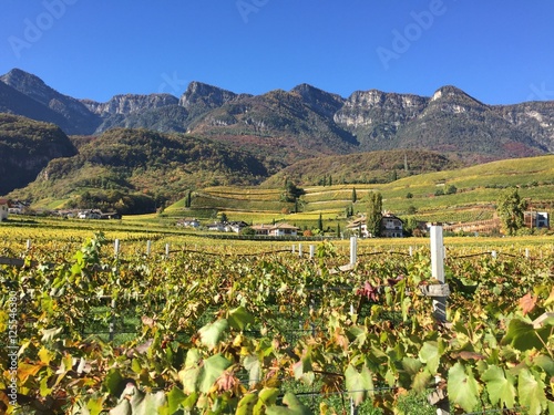 Foto vigne vigneti vino uva raccolta uva vendemmia trentino Alto Adige