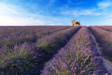 Lavender Field Summer  Near Valensole