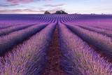 Fototapeta Krajobraz - Lavender field summer sunset landscape  near Valensole