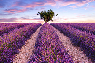 Wall Mural - Lavender field summer sunset landscape