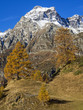 © Nikokvfrmoto - Autunno alpino ( Alpe Devero )