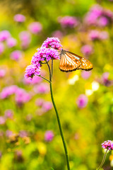 Sticker - Verbena flowers with butterfly in Thai