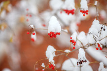 Red Berries Covered With Fresh Snow On Tree, Autumn, Winter