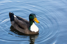 Male Mallard Duck Wading In A Lake