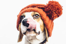 Cute Beagle Dog In Warm Orange Hat Tongue Sticking Out