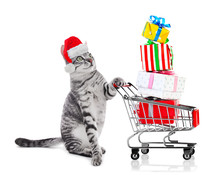 Funny Cat In Santa Hat With Shopping Cart Full Of Gifts On White Background