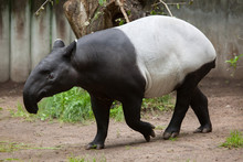 Malayan Tapir (Tapirus Indicus).