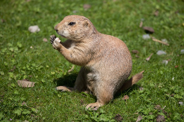 Poster - Black-tailed prairie dog (Cynomys ludovicianus).