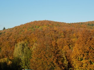 Wall Mural - Yellow colorful leaves on deciduous trees in deciduous forest in wild nature during autumn