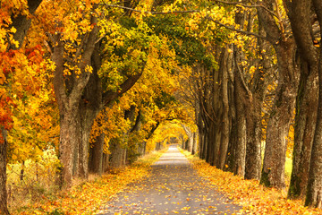 Autumn Road. /Kashubia, Poland 