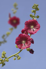 Wall Mural - Closeup red hollyhocks (Alcea rosea) flowers on blue background