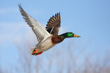 Male Mallard Duck (Anas Platyrhynchos) Drake In Flight Isolated Against A Blue Winter Sky In Winter In Canada