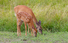 White-tailed Deer Fawn And Doe Grazing In The Meadow