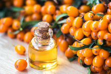 Essential Oil Of Sea Buckthorn (Hippophae) In Glass Bottle With Fresh, Juicy Ripe Yellow Berries On The Branch With Green Leaves-beauty Treatment. Spa Concept. Selective Focus.