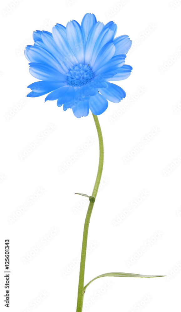 single blue marigold flower on white Stock Photo | Adobe Stock