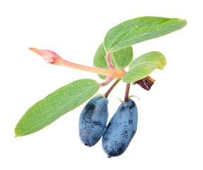 branch with two honeysuckle berries on white