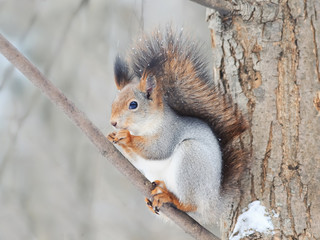 Wall Mural - cute furry squirrel sitting on a Park tree and funny with
