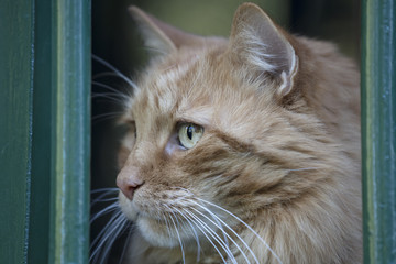 cute cat at the window