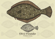 Olive Flounder. Vector illustration for artwork in small sizes. Suitable for graphic and packaging design, educational examples, web, etc.