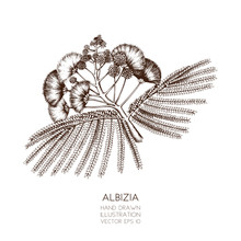 Vector Illustration Of Silk Tree On White Background. Hand Drawn Tropical Tree - Albizia Julibrissin Sketch.
