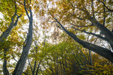 Fototapeta Niebo - Big tree branch with golden leaves