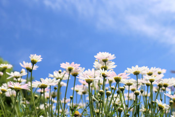 Wall Mural - White daisy flowers in sunshine light with blue sky background.