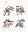 Vector collection of hand drawn Fabaceae plants in flowers. Vintage illustration on Wisteria, Silver wattle, Albizia, Black Locust with flowers, beans and leaves on white background.