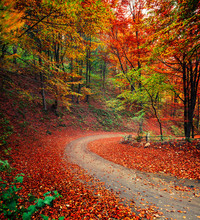 Colorful Autumn Scene In The Mountain Forest.
