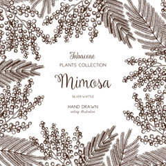 Vector card or invitation design with hand drawn Mimosa flowers. Vintage frame with Silver Wattle sketch on white background. Floral wedding or women's day template. The 8 of March