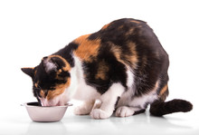 Calico Cat Eating Out Of A Silver Bowl, On White