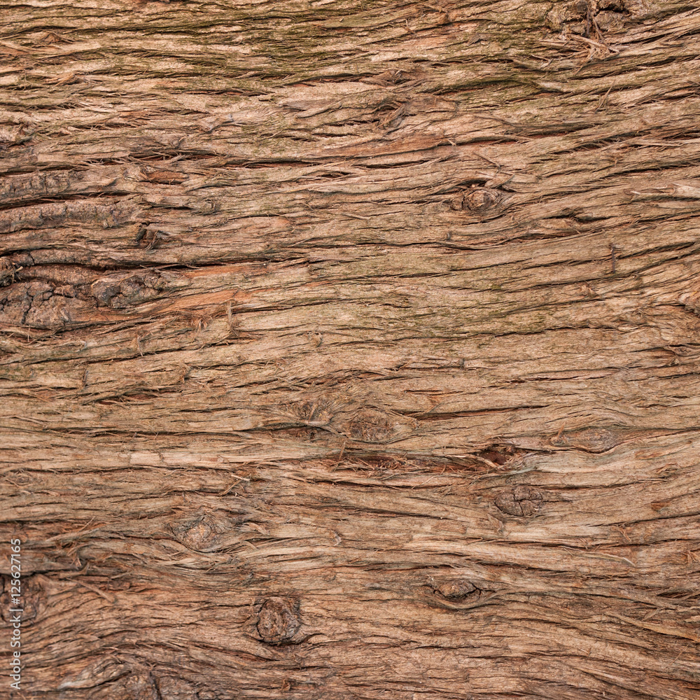 bark tree texture - obrazy, fototapety, plakaty 