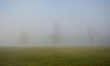 Tree In The Fog In A Field