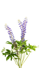 Wall Mural - Colorful flowers - Lupine