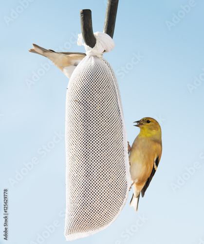 Two American Gold Finches In Their Winter Plumage Feeding Nyjer