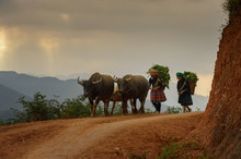 Two Women Carrying  Harvest And Walking With Buffalo, Mu Cang Chai, YenBai, Vietnam