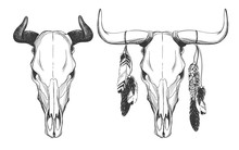 Bull Skulls With Feathers.
