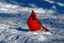 Male Northern Cardinal In The Snow