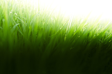 Fresh green grass background