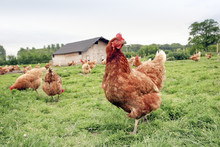 Free Range Chickens On A Poultry Farm