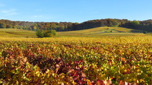 Vignoble Champenois En Automne (France)