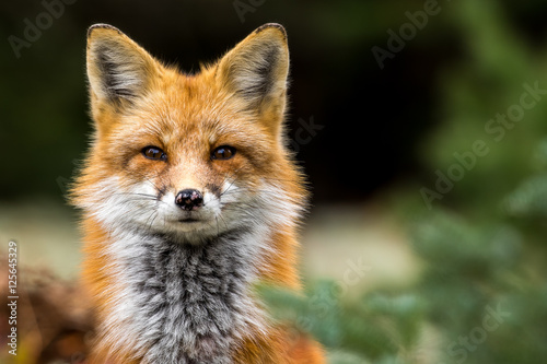 Fotografía Red Fox - Vulpes vulpes, close-up portrait with bokeh of pine trees in the background