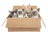 Fototapeta Psy - Five assorted kittens in a brown box looking up, isolated on a white background. Kitten season, kittens for sale and or free to good home