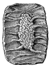 Wall Mural - Section of a Portion of the Small Intestine showing a Peyer's Pa