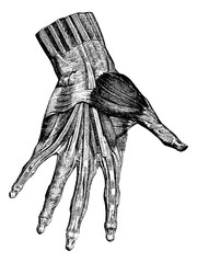 Wall Mural - muscles of the hand (superficial layer), vintage engraving.