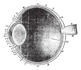 Wall Mural - Anterior-posterior section of the eye, vintage engraving.